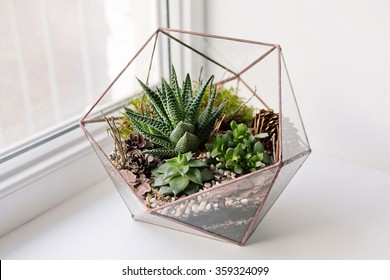 Mini Succulent Garden In Glass Terrarium