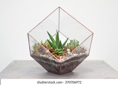 Mini Succulent Garden In Glass Terrarium