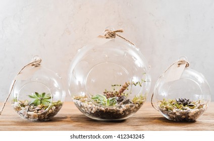 Mini Succulent Garden In Glass Terrarium