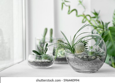 Mini succulent garden in glass terrarium on windowsill
