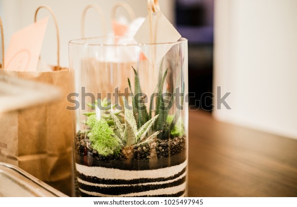 Mini Succulent Garden Glass Terrarium Vase Stock Photo Edit Now