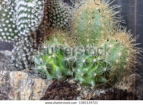 Mini Succulent Garden Glass Terrarium On Stock Photo Edit Now