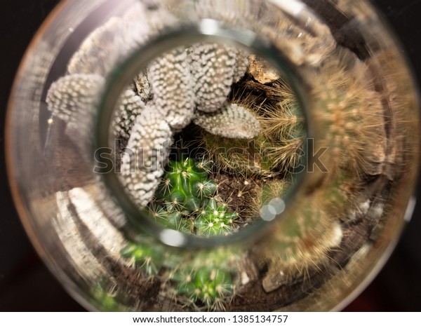 Mini Succulent Garden Glass Terrarium On Stock Photo Edit Now