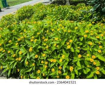 mini sunflowers. melampodium divaricatum. star daisy flower small. bunga matahari mini. seribu bintang - Shutterstock ID 2364041521