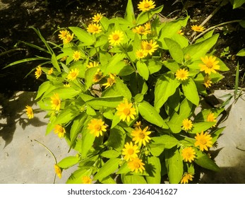 mini sunflowers. melampodium divaricatum. star daisy flower small. bunga matahari mini. seribu bintang - Shutterstock ID 2364041627