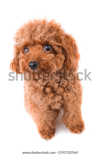 mini teddy bear poodle