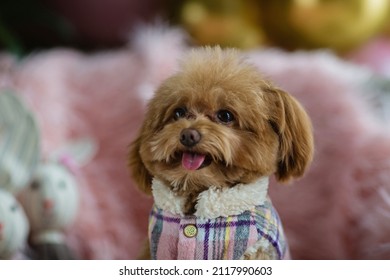Mini Toy Teacup Poodle in clothes sitting at home - Shutterstock ID 2117990603