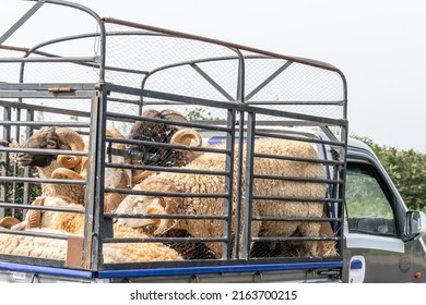 Mini truck carrying big sheep with large sinuous horns on the highway road. Locked in a cage and crammed together for the transportation.