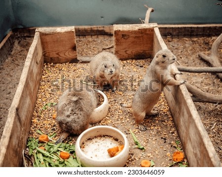 Mini zoo, brown sand-colored prairie dog, in a cage, animal enclosure. Close-up of the animal.