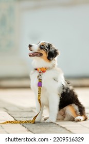 Miniature American Shepherd dog portrait. Dog photo. Blue eyes dog. Domestic animal on the walk - Shutterstock ID 2209516329
