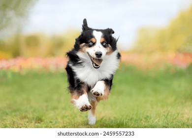 The Miniature American Shepherd dog running in tulips. Dog in flower field. Blooming. Spring. - Powered by Shutterstock