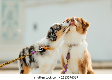 Miniature American Shepherd dogs portrait. Cute dogs at the city walk. Two dogs together - Shutterstock ID 2213396369