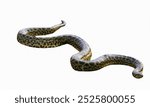 Miniature anaconda snake isolated on white