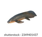 Miniature animal lungfish isolated on white