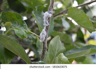 Miniature Apple Tree With Woolly Aphid Infestation