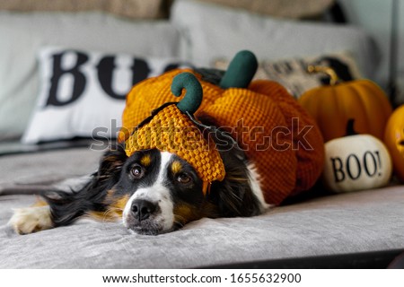 A Miniature Australian Shepard tri-colored dog in a adorable pumpkin costume for Halloween.      