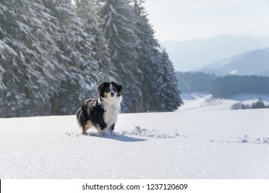 Miniature Australian Shepherd, Dog