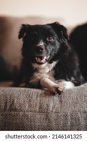 A Miniature Australian Shepherd Dog