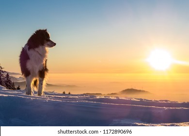 Miniature Australian Shepherd Dog, Winter Time