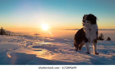 Miniature Australian Shepherd Dog, Winter Time