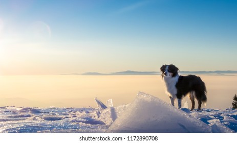 Miniature Australian Shepherd Dog, Winter Time