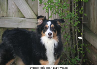 Miniature Australian Shepherd Near Ivy Fence