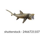 Miniature basking shark on a white background