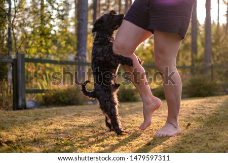 Miniature black schnauzer dog humping or mounting on owner leg. Bad behavior of puppy.
