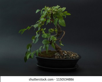 miniature chinese elm