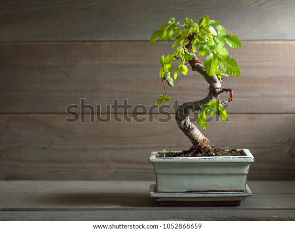 miniature chinese elm