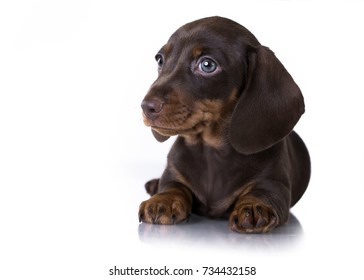 Dachshund Coffee Images Stock Photos Vectors Shutterstock