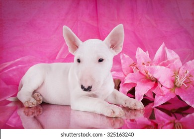 Miniature Bull Terrier