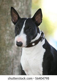 Miniature Bull Terrier