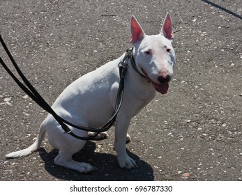 Miniature Bull Terrier