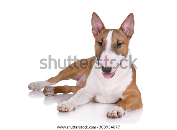 白い背景にミニチュアのブルテリア犬 の写真素材 今すぐ編集