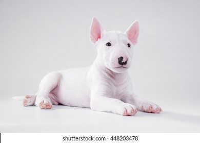mini bull terrier puppies