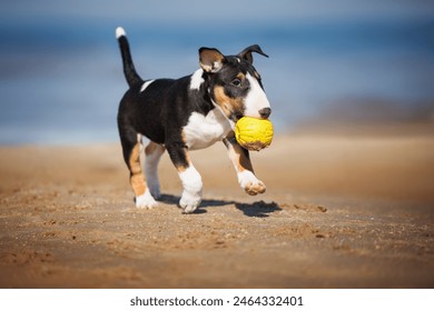 miniature bull terrier puppy playing with a yellow ball on the beach - Powered by Shutterstock