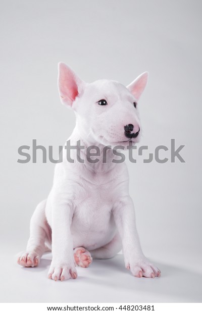 Uitgelezene Miniature Bull Terrier Puppy Sitting On Stock Photo (Edit Now PR-79