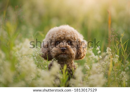 miniature chocolate poodle on the grass. Pet in nature. Cute dog like a toy