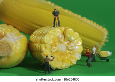 Miniature Construction Workers In Conceptual Food Imagery With Corn