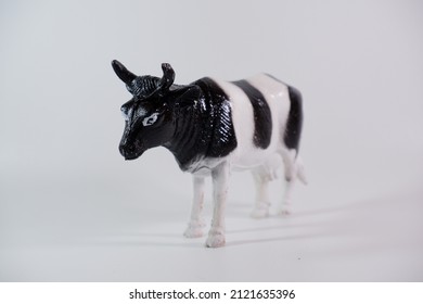 Miniature Cow In Black And White