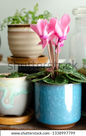 Miniature cyclamen flower plant in blue stoneware pot closeup on shelf with other earthenware plant pots interior home decor