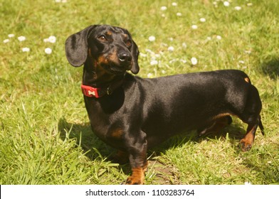 black and tan dachshund clipart images