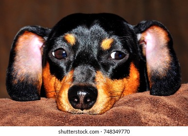 Hotdog Dachshund Images Stock Photos Vectors Shutterstock