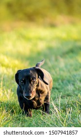 A Miniature Dachshund getting a spot of exercise. - Shutterstock ID 1507941857