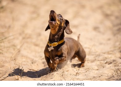 Miniature dachshund howling on the beach - Shutterstock ID 2164164451