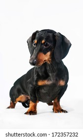 Miniature dachshund isolated on white