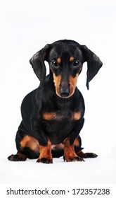 Miniature Dachshund Isolated On White