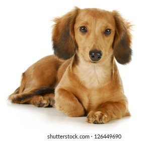 Miniature Dachshund - Long Haired Weiner Dog Laying Down Looking At Viewer Isolated On White Background