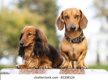 Short Hair Dachshund Images Stock Photos Vectors Shutterstock